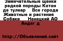 Замечательные щенки редкой породы Котон де тулеар  - Все города Животные и растения » Собаки   . Ненецкий АО,Андег д.